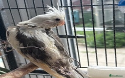 Cockatiels birds for sale: Beautiful DNA tested hand reared cockatiels  in Wigan - Image 6