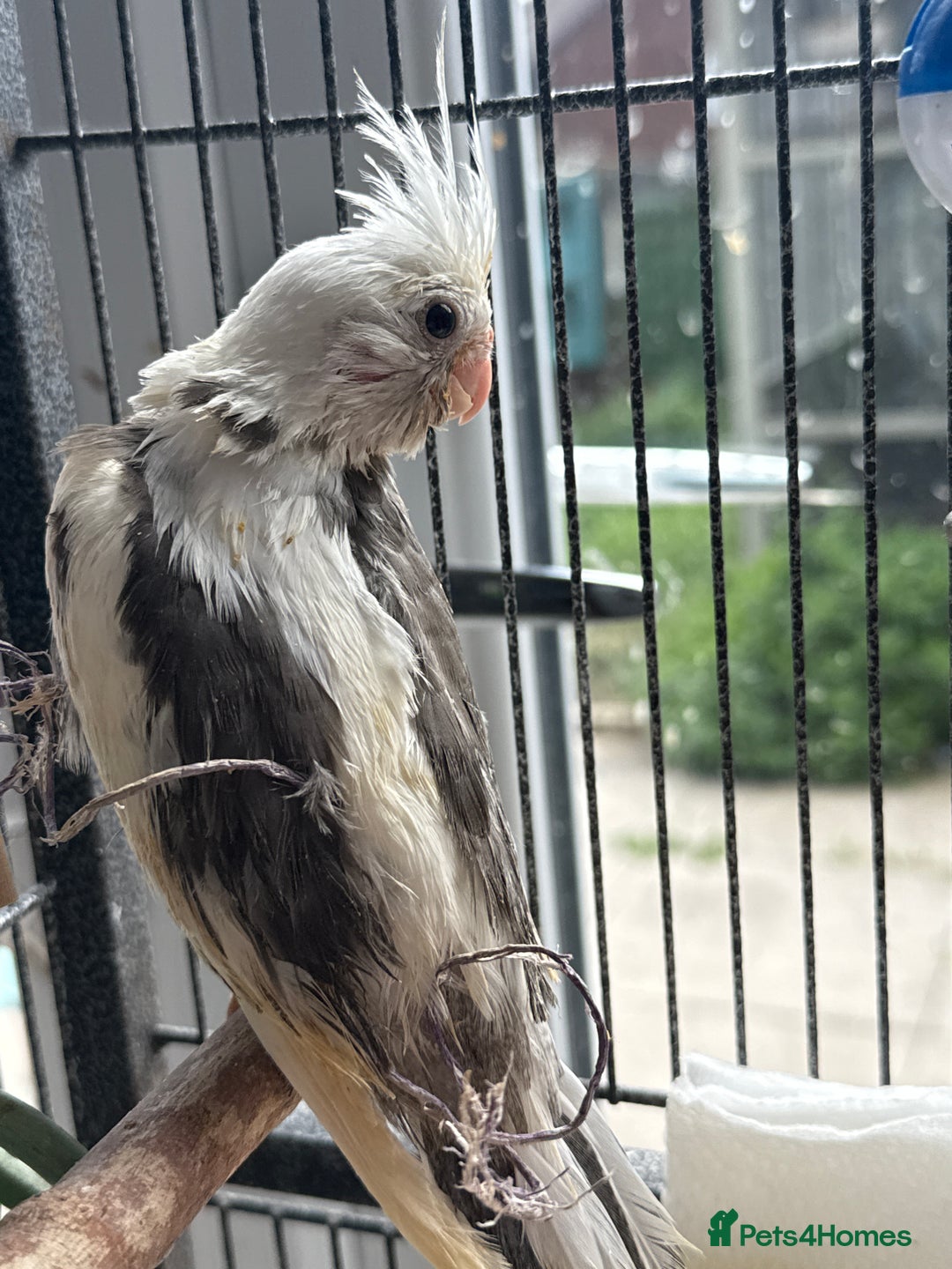 Cockatiels birds for sale: Beautiful DNA tested hand reared cockatiels  in Wigan - Image 6