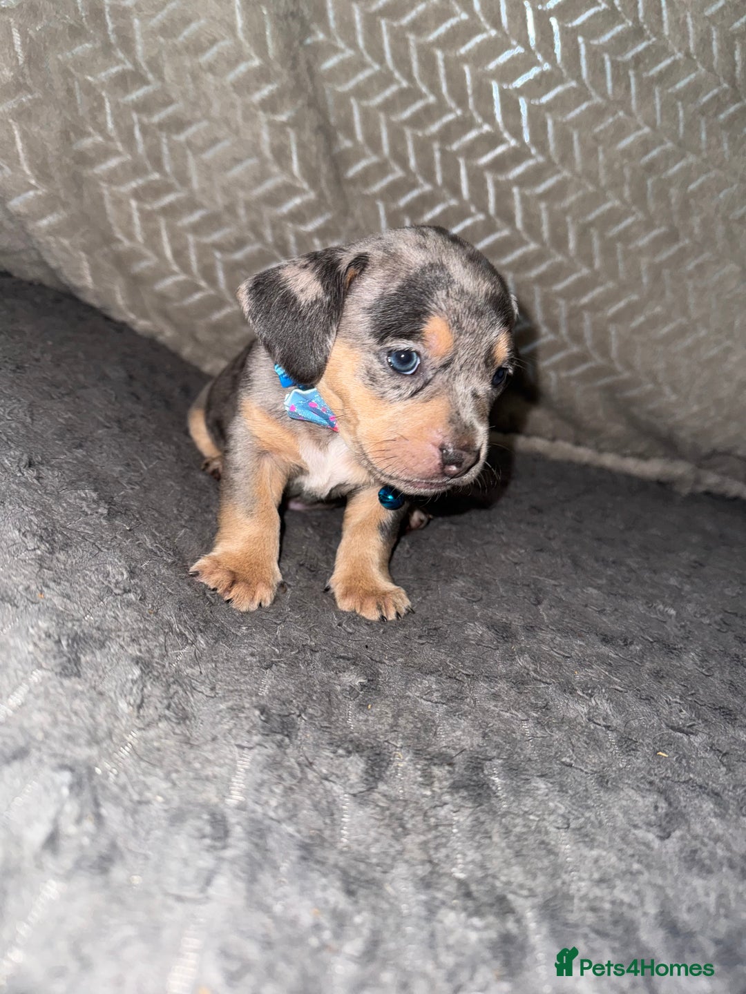 Mixed Breed dogs for sale: 🐾 Beautiful French Bull Weiners 🐾  - Advert 27