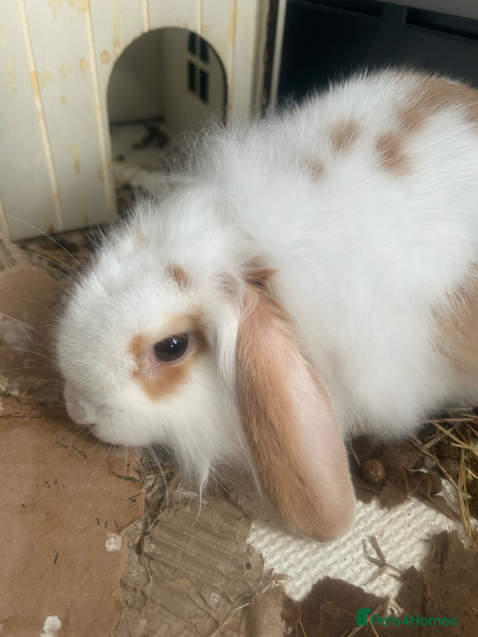 Mini Lion Lop rabbits Gorgeous fluffy loveable little boy  - Advert 3