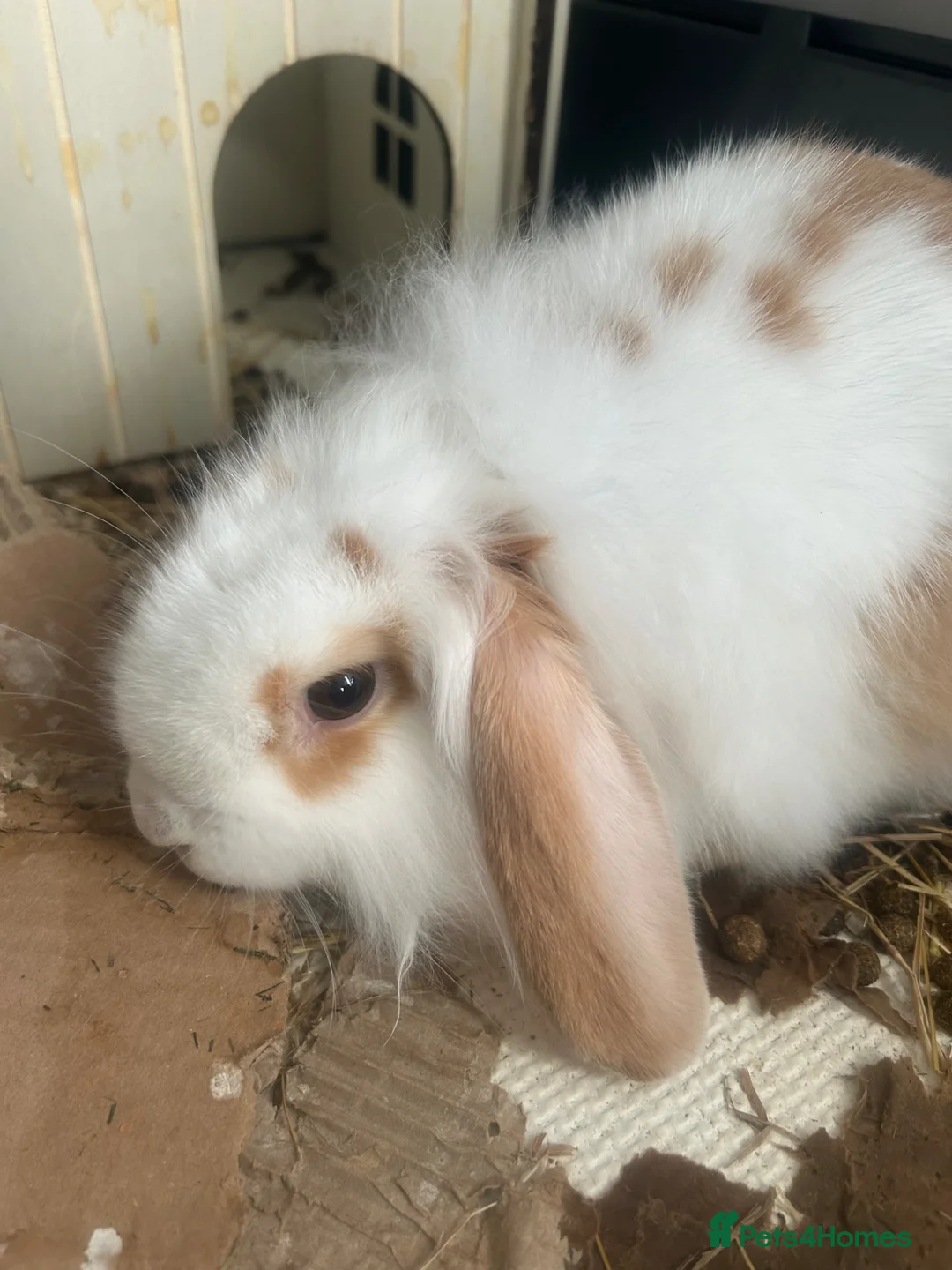 Mini Lion Lop rabbits for sale: Gorgeous fluffy loveable little boy  in Bideford - Advert 1