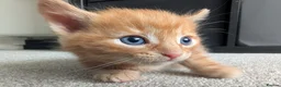 Mixed Breed cats for sale: Scottish straight, turquoise shell adorable 🥰  - Advert 39