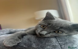 Russian Blue cats for sale: Meet Milo - Russian Blue Mix Kitten - Image 3