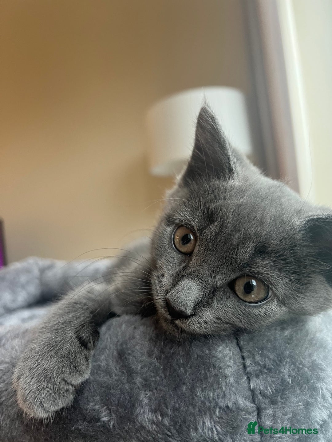 Russian Blue cats for sale: Meet Milo - Russian Blue Mix Kitten - Image 3