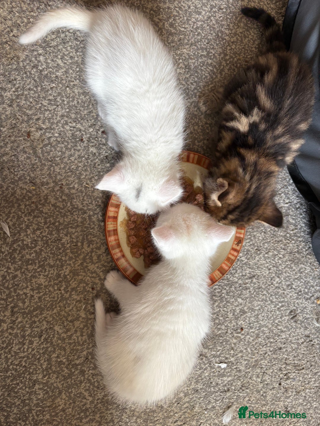 Domestic Shorthair cats for sale: kittens for sale - Image 2