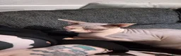 Sphynx cats for sale: Beautiful Sphynx cats need re homing  - Advert 10