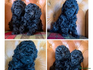 Toy Poodle dogs Last toy girl available DNA tested parents - Advert 6