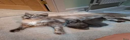 Mixed Breed cats for sale: Mainecoone X 3/4 ragdoll  - Advert 12