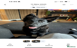 German Shepherd dogs for sale: Urgent! Stunning gsd for sale - Image 1