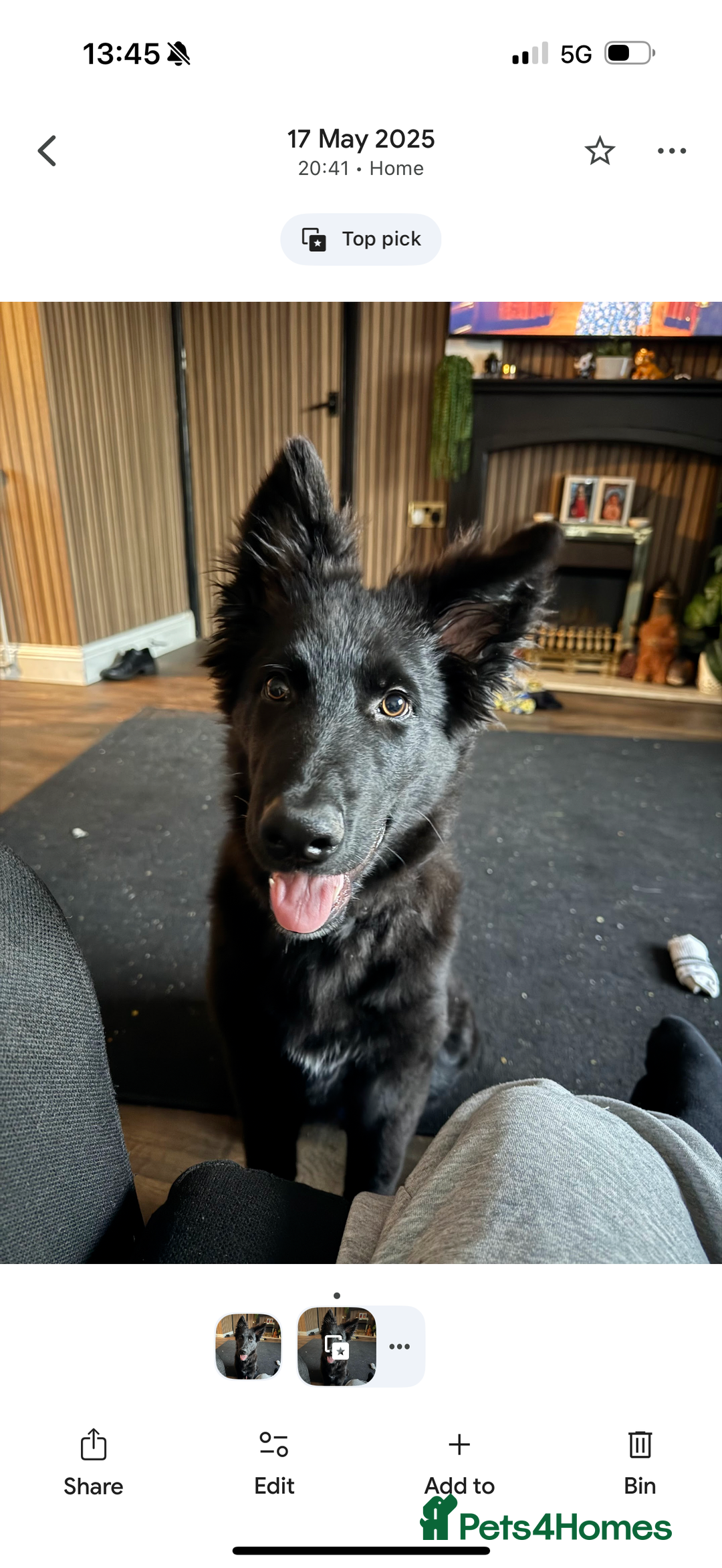 German Shepherd dogs for sale: Urgent! Stunning gsd for sale - Image 1