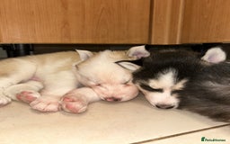 Siberian Husky dogs for sale: Siberian husky puppies  - Image 6