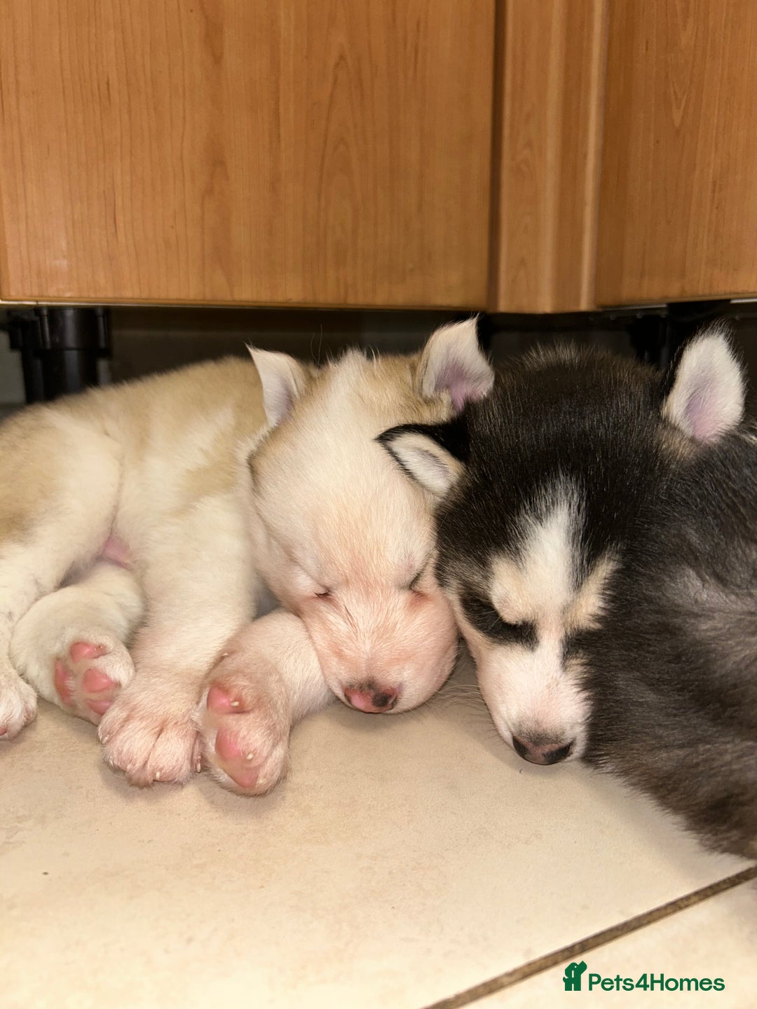 Siberian Husky dogs for sale: Siberian husky puppies  - Image 6