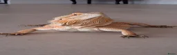 Bearded Dragon reptiles for sale: Bearded Dragon Female  in Cardiff - Advert 7