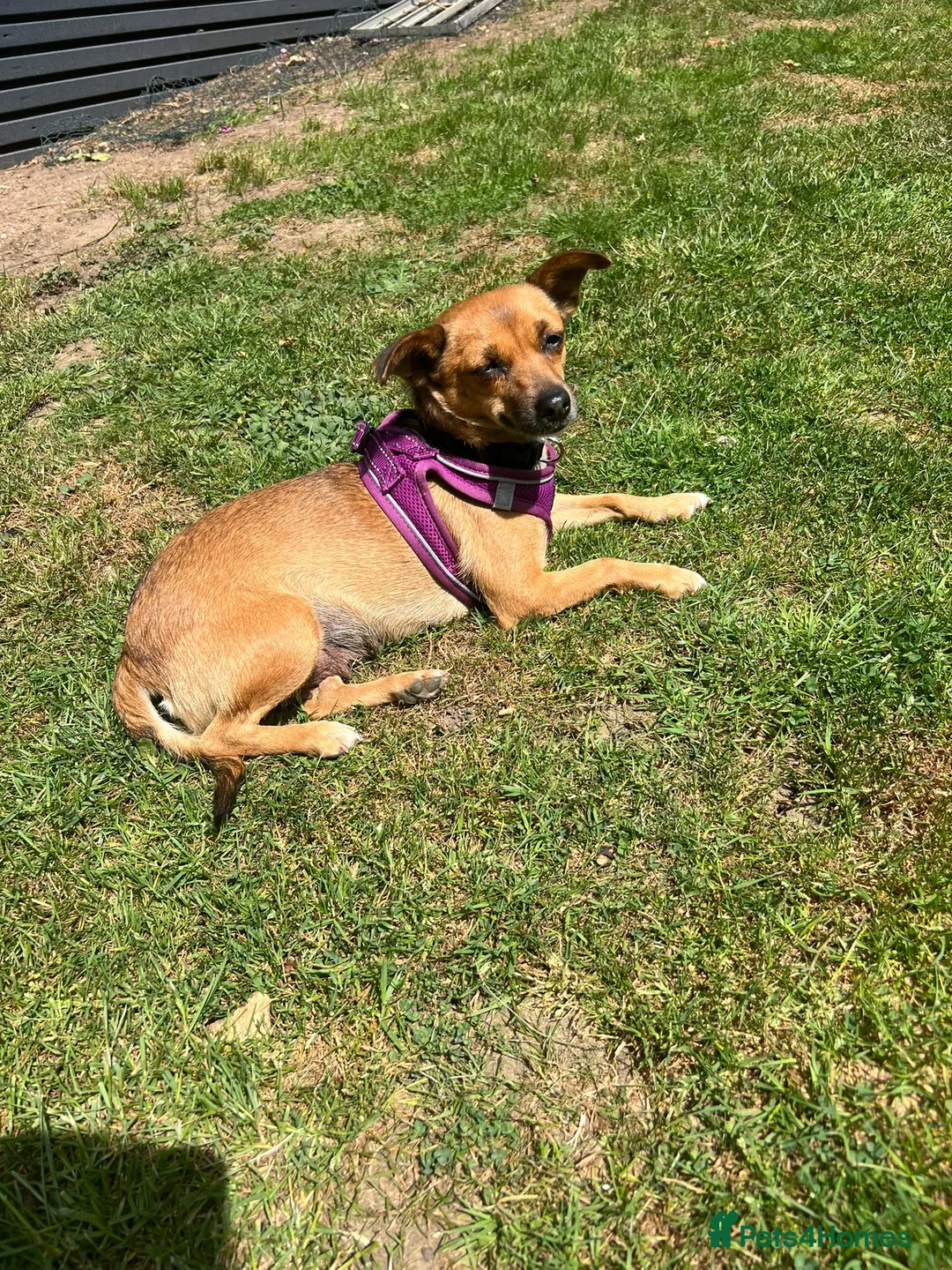 Mixed Breed dogs for sale: Sweet little nutmeg needs her forever home - Advert 2