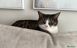 Domestic Shorthair cats for sale: Hello my name is Olive  - Image 3