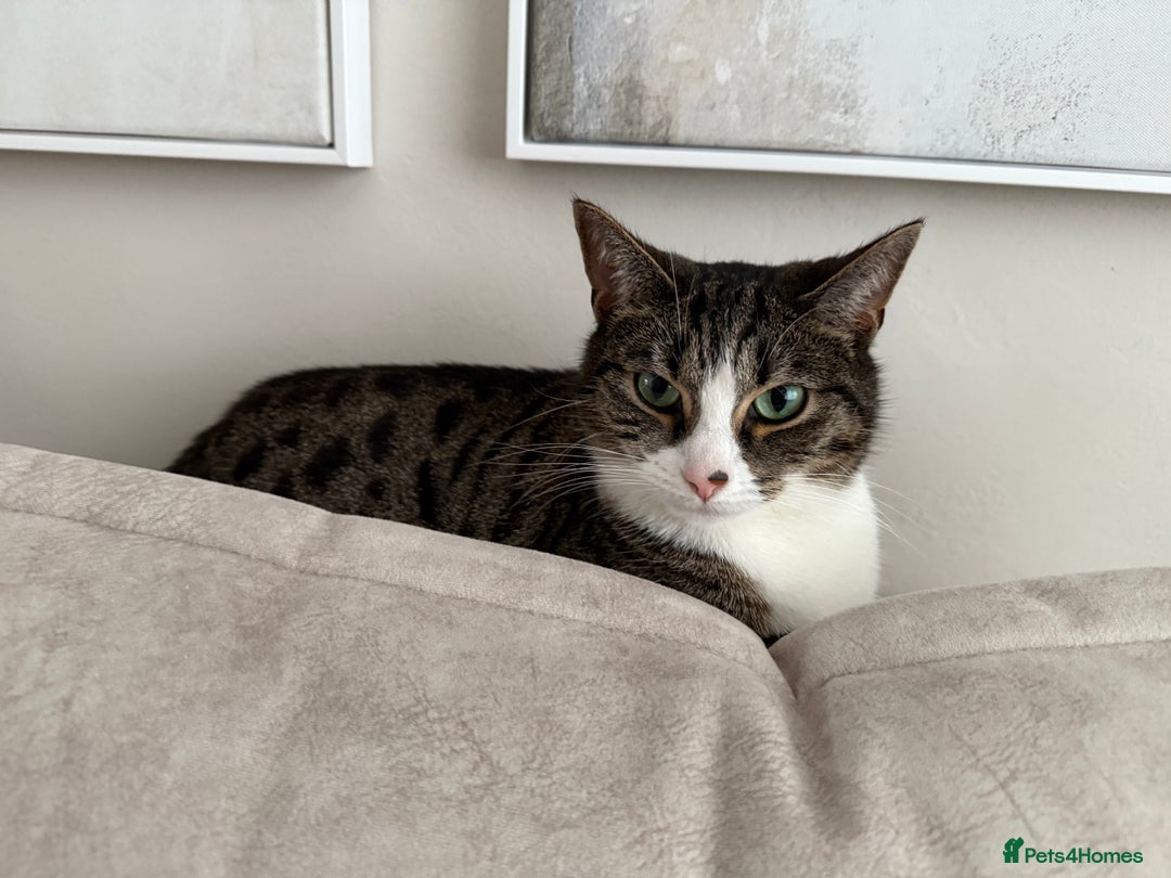 Domestic Shorthair cats for sale: Hello my name is Olive  - Image 3