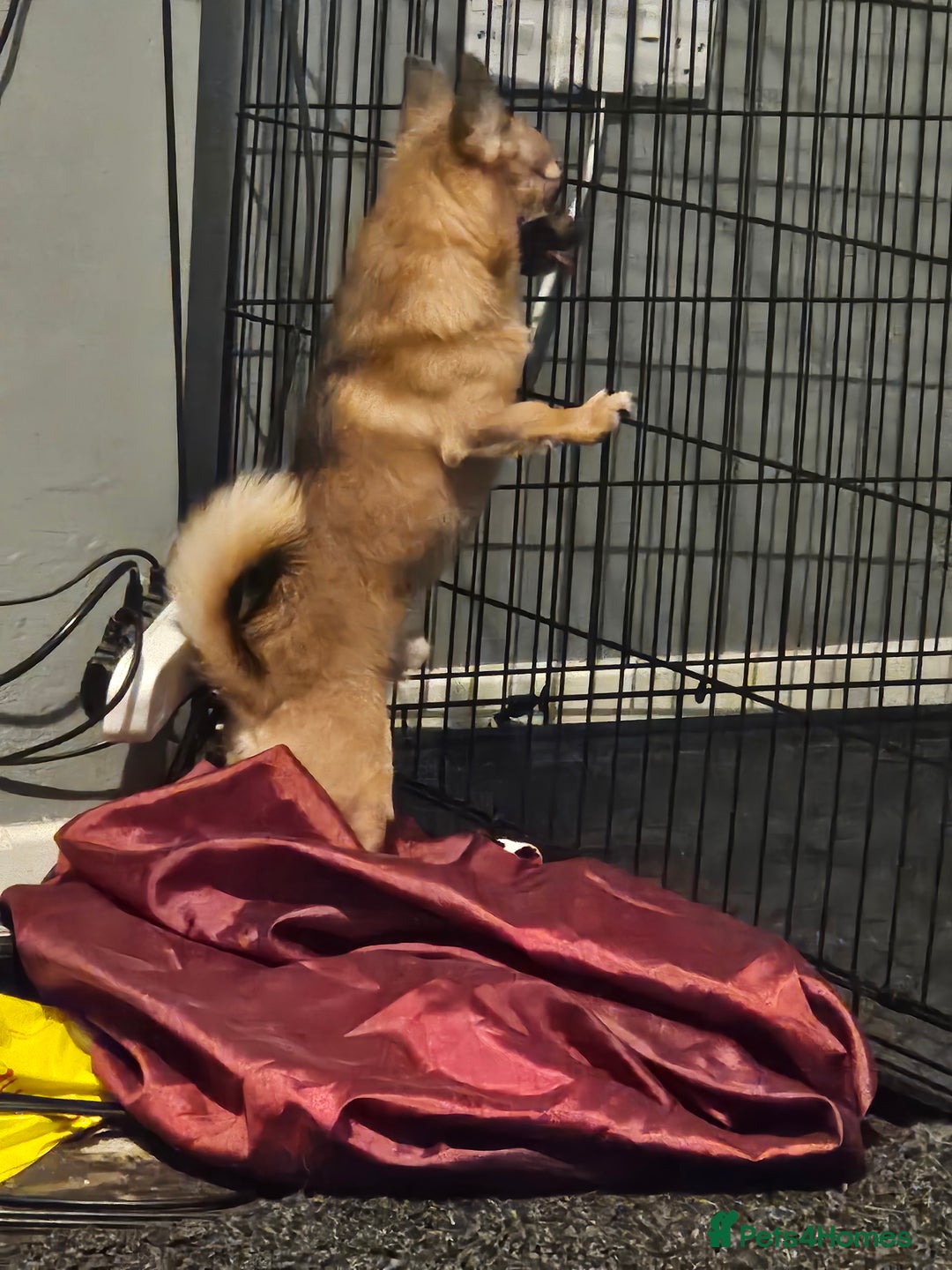 Pomchi dogs for stud: Pomchi for stud - Advert 3