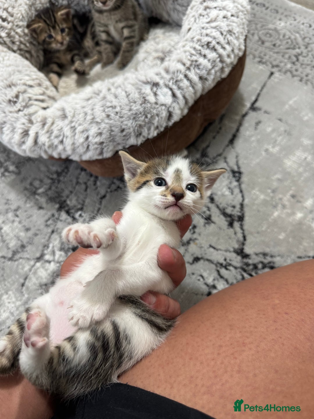 Mixed Breed cats for sale: 2 Adorable Boy Kittens for sale - Image 4