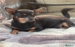 Mixed Breed dogs for sale: Jackawawa puppies  - Image 8