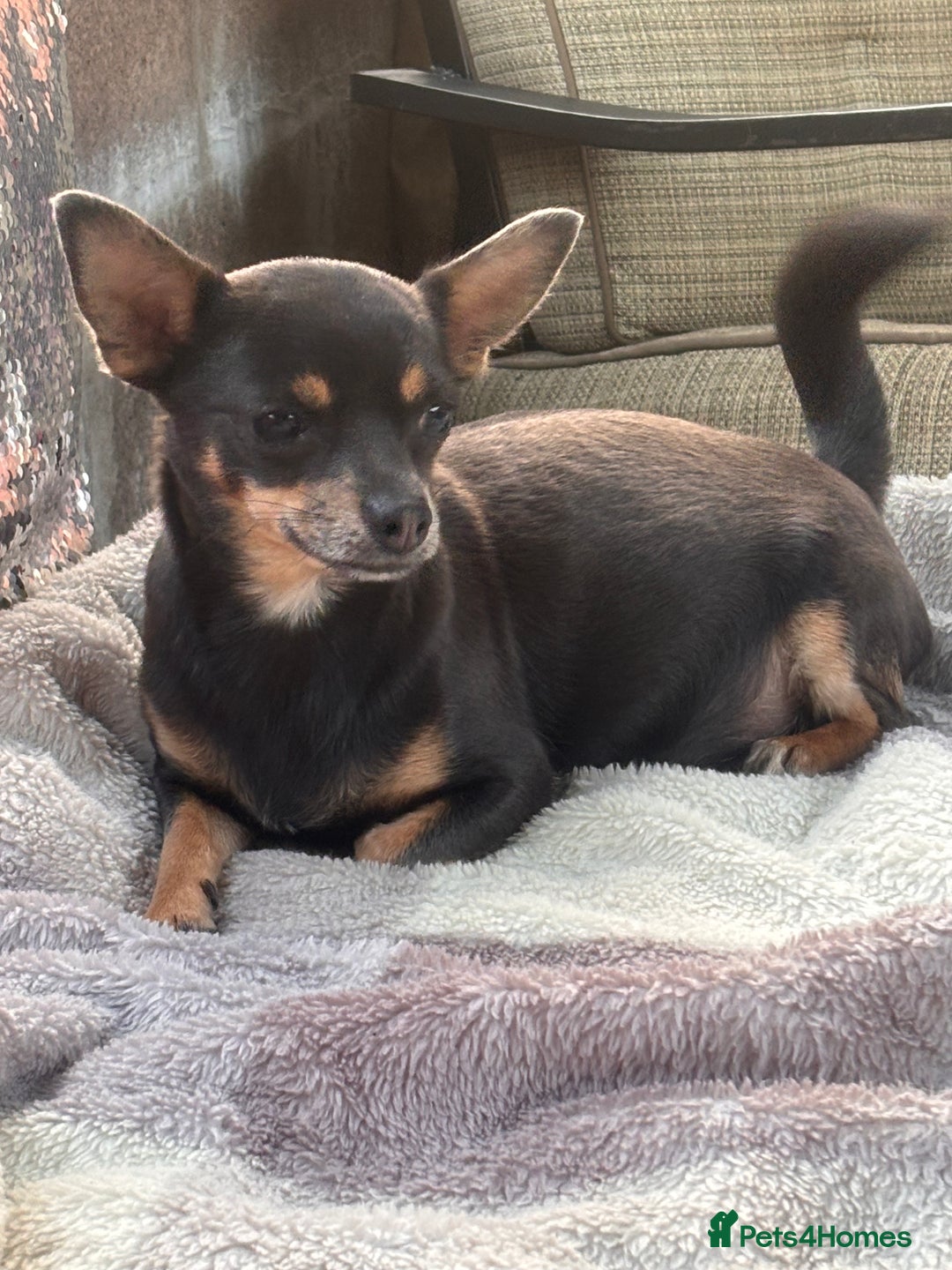 Mixed Breed dogs for sale: Jackawawa puppies  - Image 8