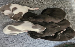Whippet dogs for sale: Adorable KC reg Whippet Puppies - Image 8