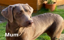 Labrador Retriever dogs for sale: Outstanding KC Registered Silver Labrador Puppies - Image 18