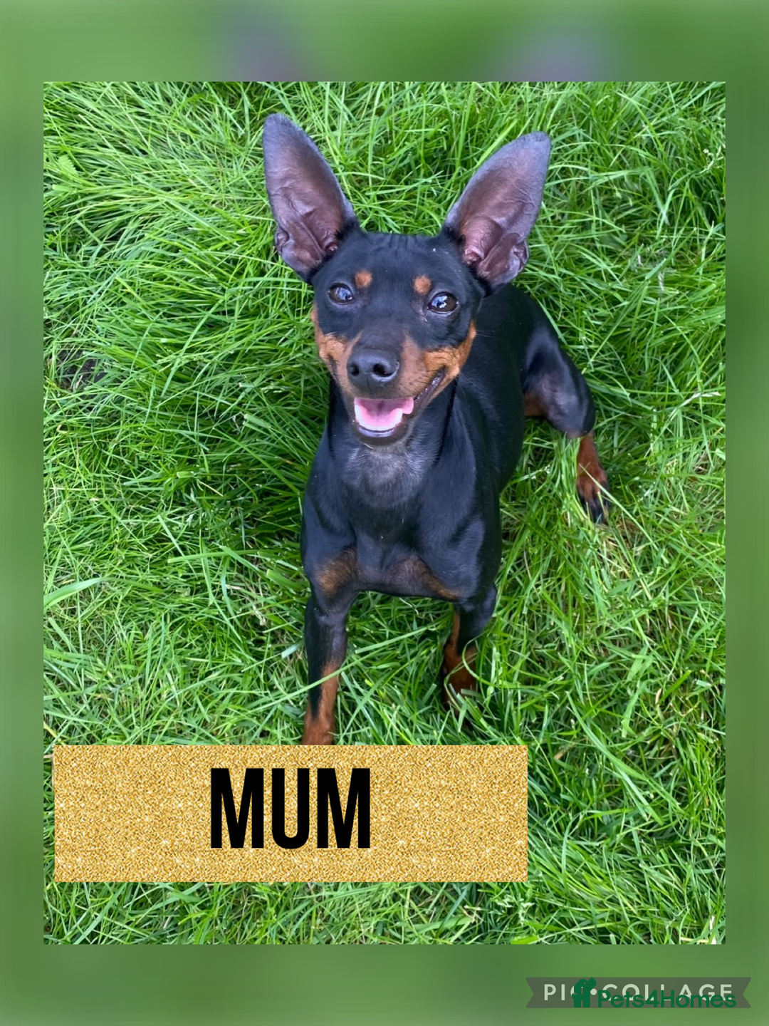 Miniature Pinscher dogs for sale: Beautiful miniature Pinscher puppies  - Advert 3