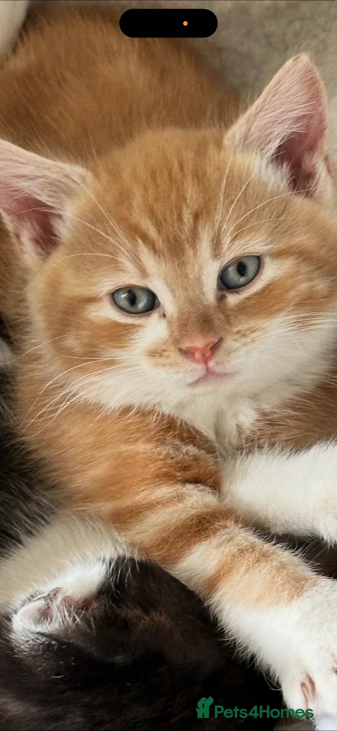Mixed Breed cats for sale: Beautiful ginger Maincoon mix  - Advert 1
