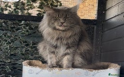 Maine Coon cats for sale: Mainecoon x  - Image 5