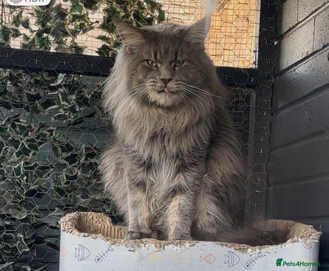 Maine Coon cats for sale: Mainecoon x  - Image 5