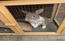Mini Lop rabbits for sale: 3 buns for sale - Image 8