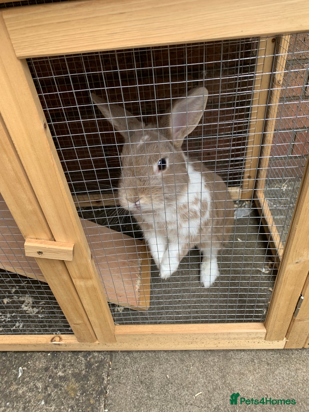 Mini Lop rabbits for sale: 3 buns for sale - Image 8