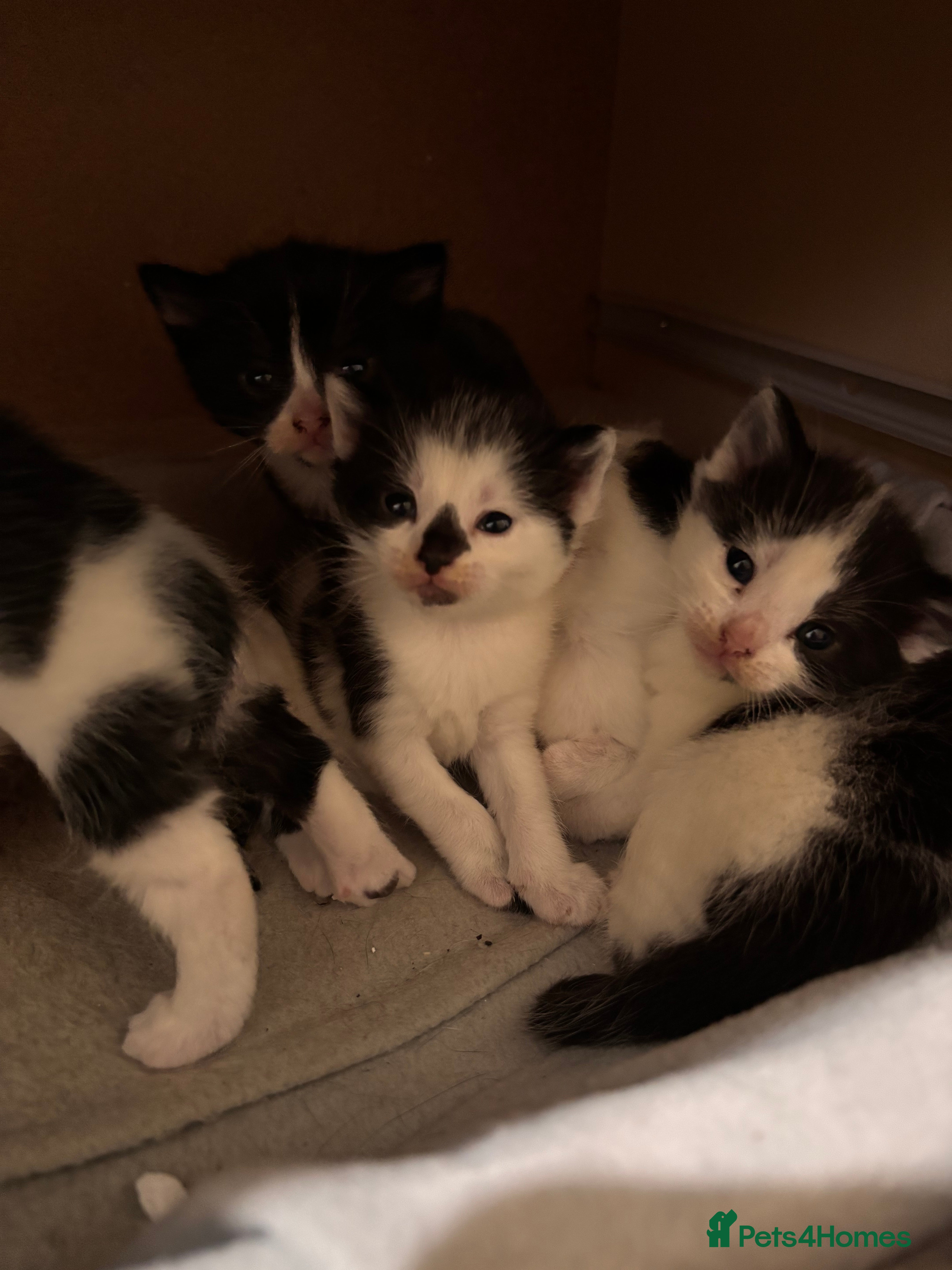 Mixed Breed cats Black & White mix kittens - Advert 2