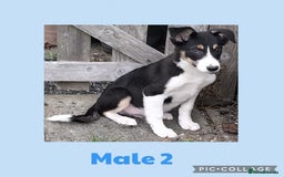 Border Collie dogs for sale: Border collie puppies  - Image 2