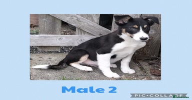 Border Collie dogs - Advert 19