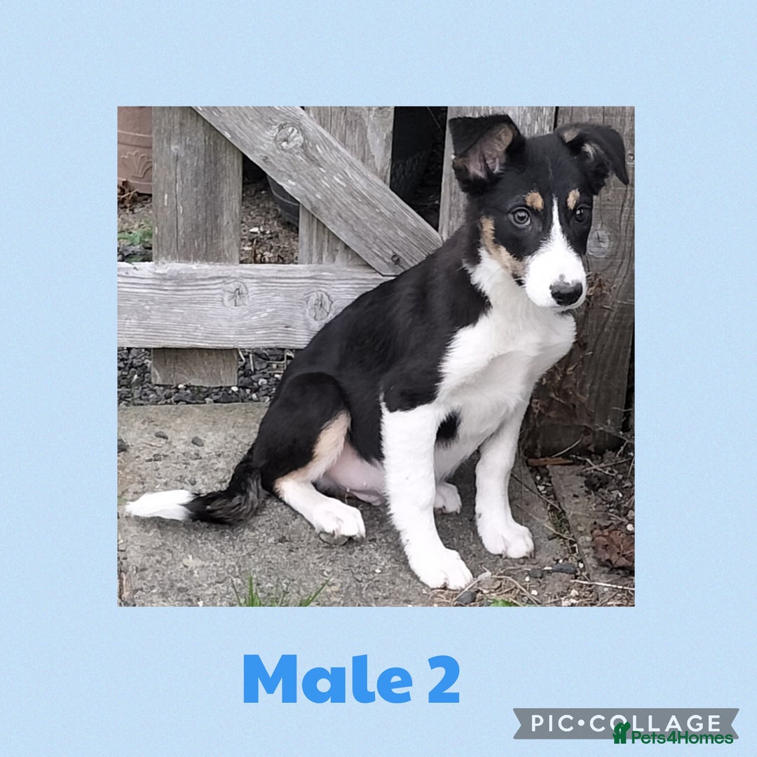 Border Collie dogs for sale: Border collie puppies  - Image 2