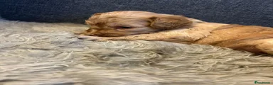 Cockapoo 1