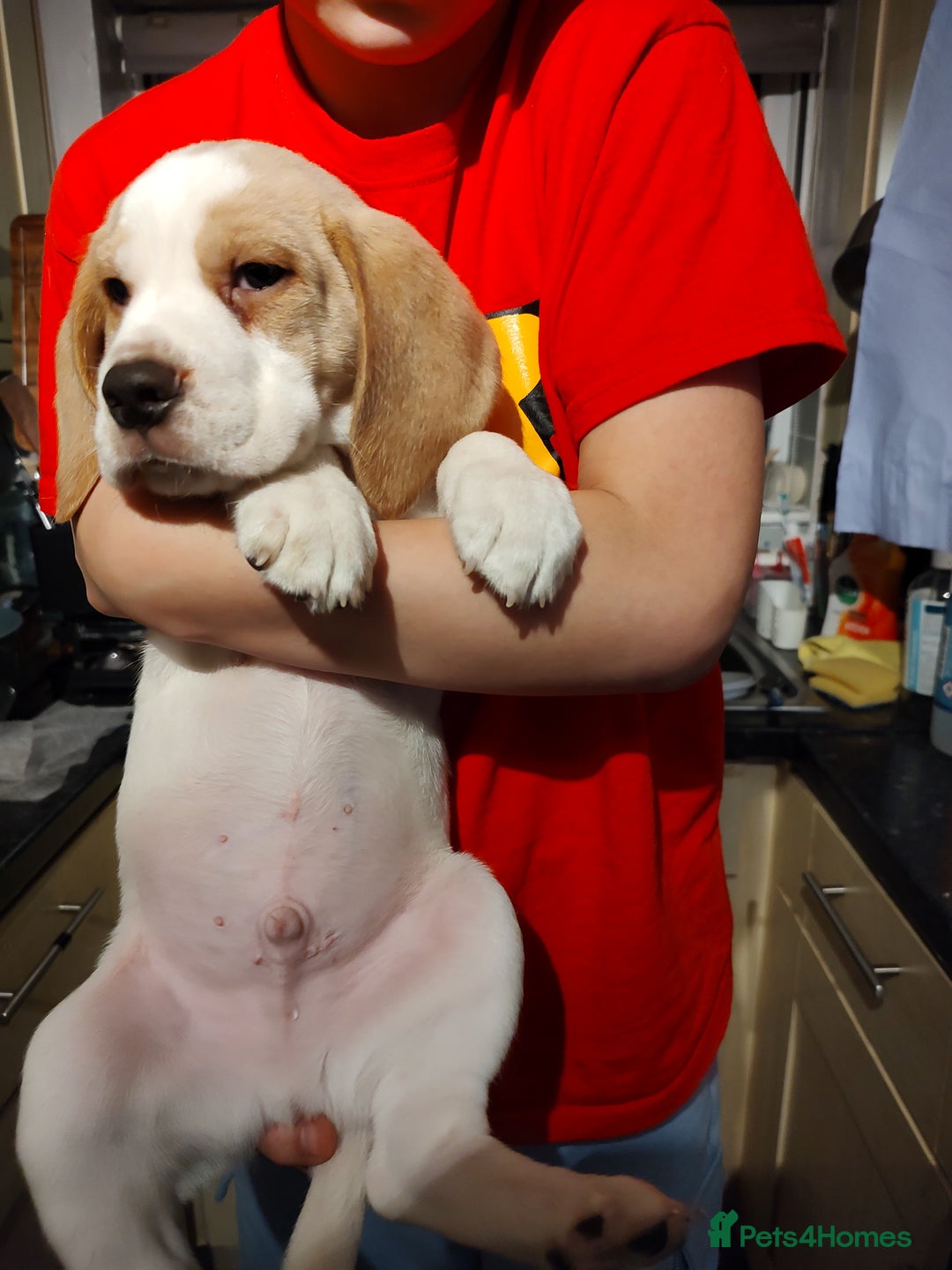 Beagle dogs for sale: Beagle puppy's  - Advert 3