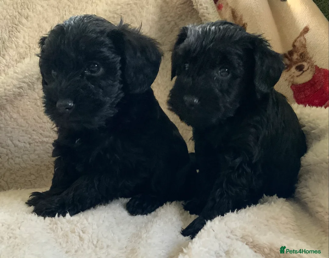 Schnoodle dogs for sale: Stunning miniature Schnoodle puppies - Advert 2