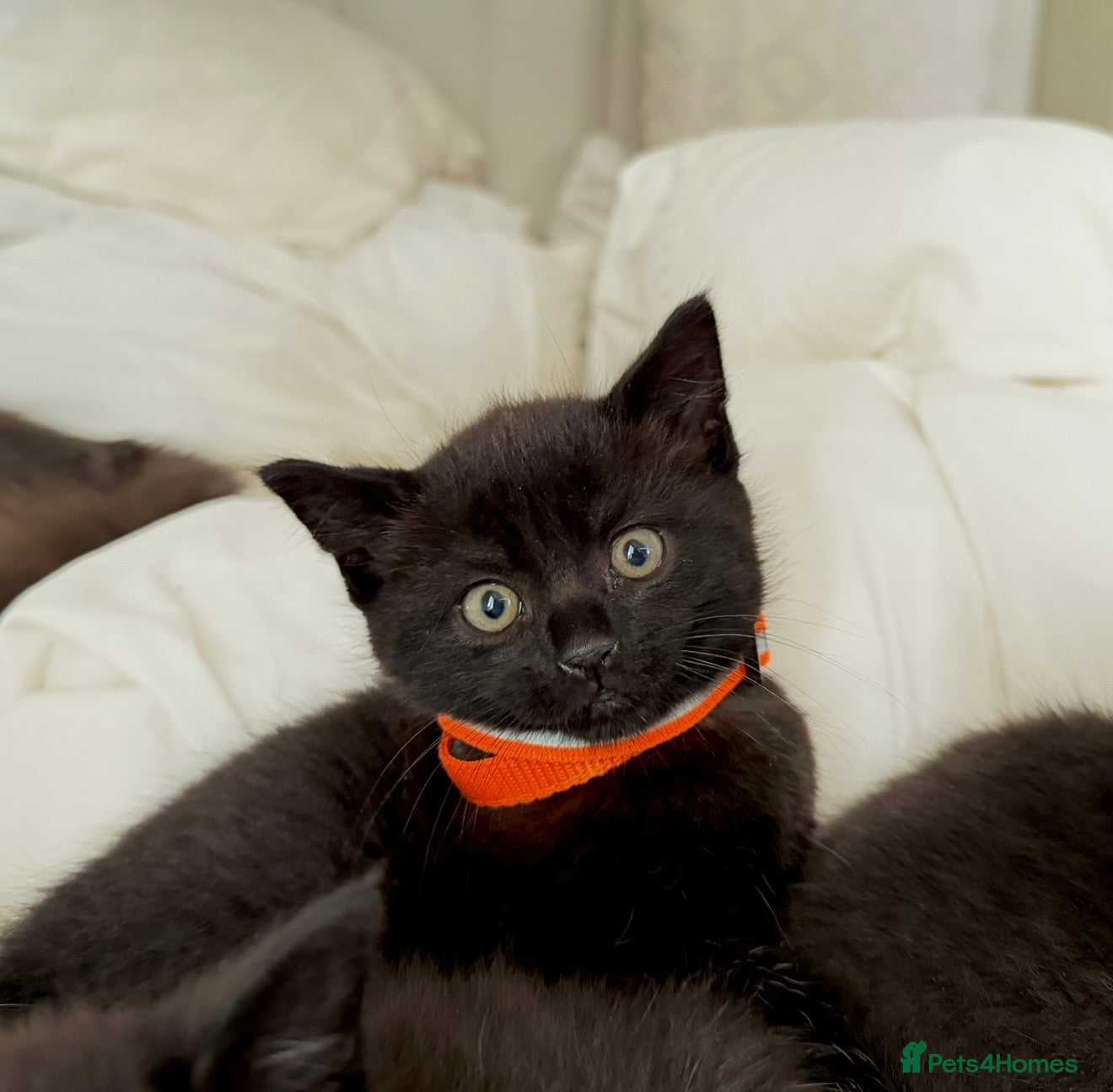 Russian Blue cats Half Russian Blue Kittens - Advert 2