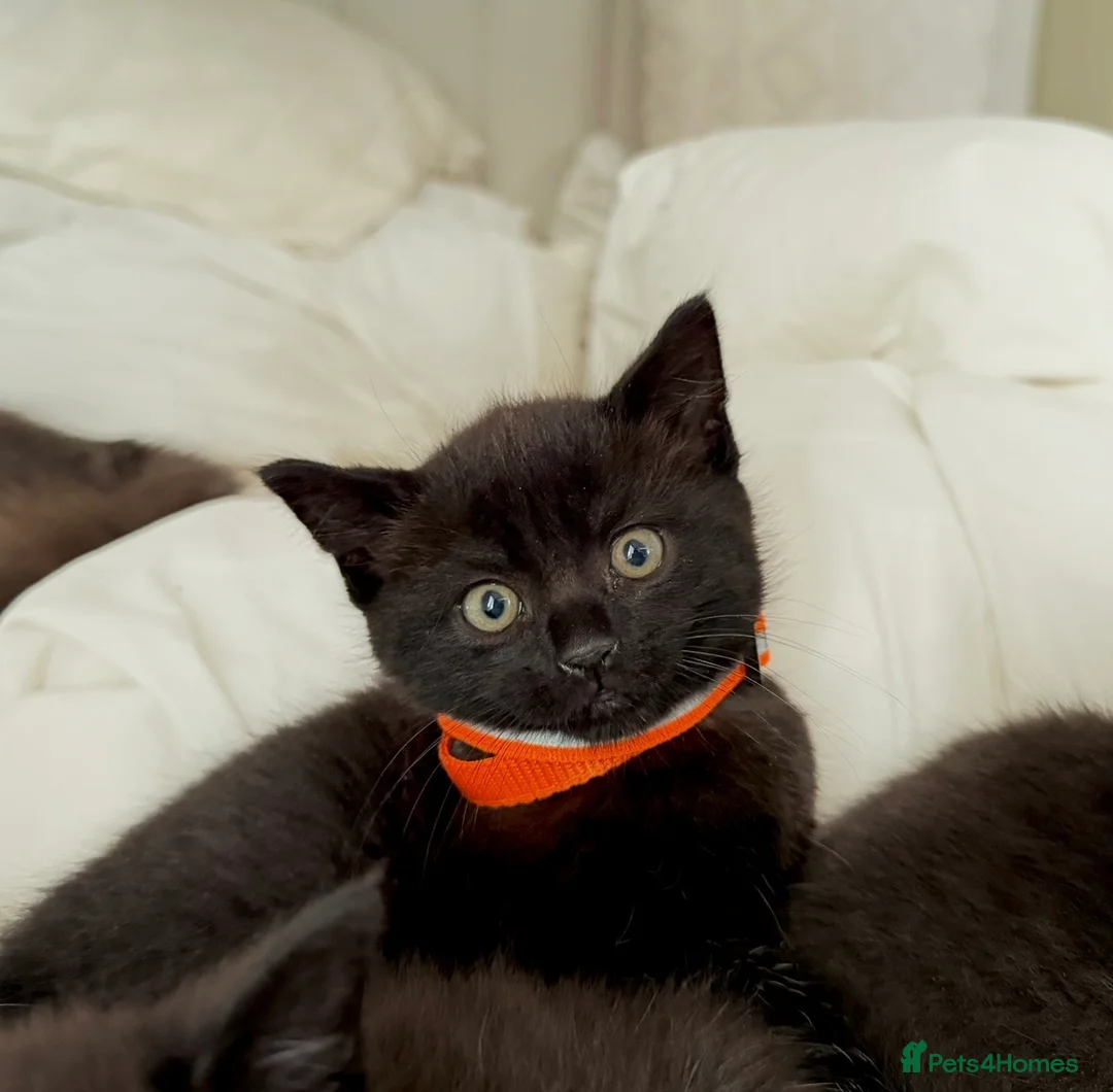 Russian Blue cats for sale: Half Russian Blue Kittens - Advert 2