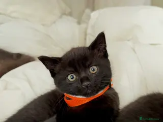 Russian Blue cats Half Russian Blue Kittens - Advert 5