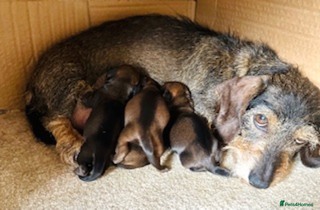 Miniature Dachshund dogs for sale: Miniature Wire Haired Dachshund Puppies - Image 4