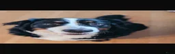 Bernese Mountain Dog dogs for sale: Bernese female 3 years old  in Worksop - Advert 1