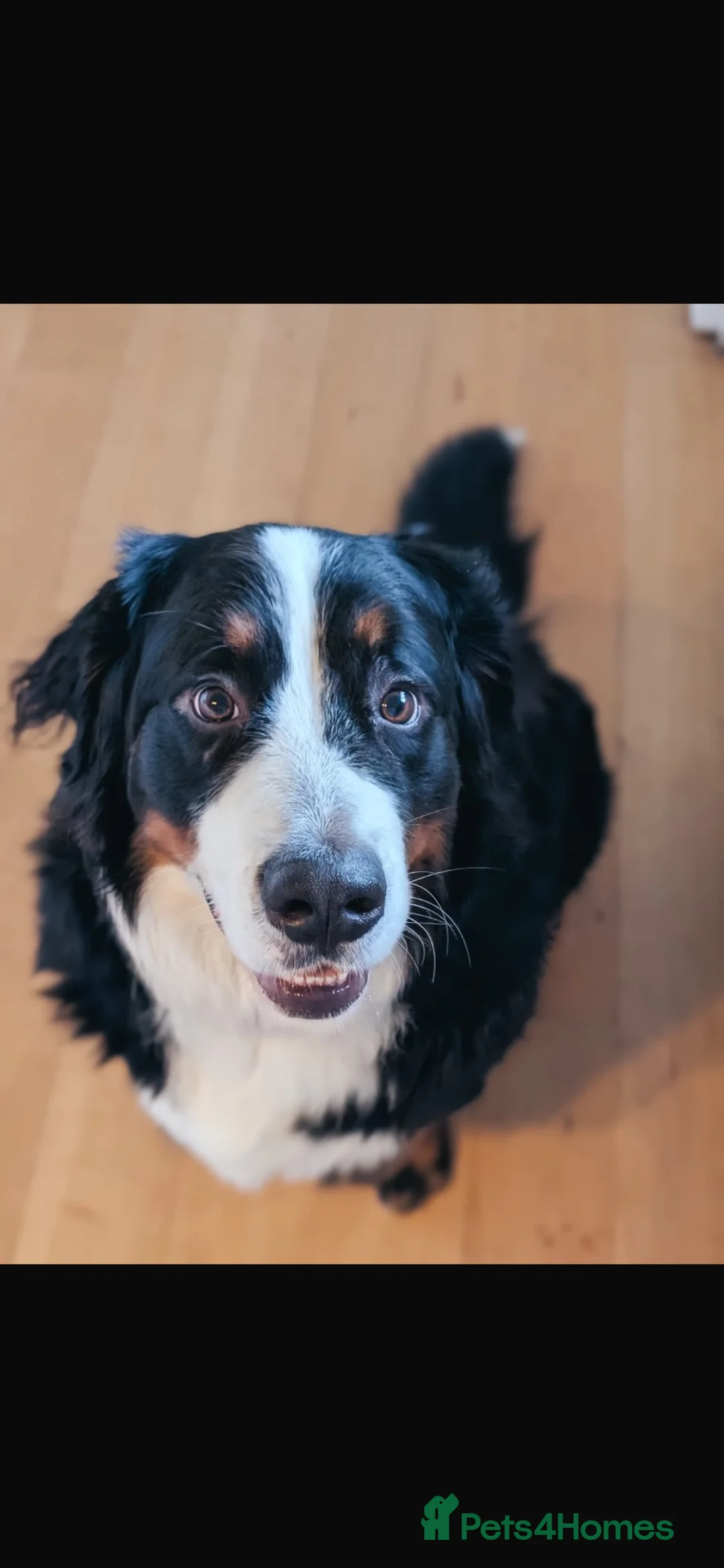 Bernese Mountain Dog dogs for sale: Bernese female 3 years old  in Worksop - Advert 1