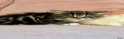 Siberian cats for sale: Three Very Fluffy Kittens!  - Advert 4