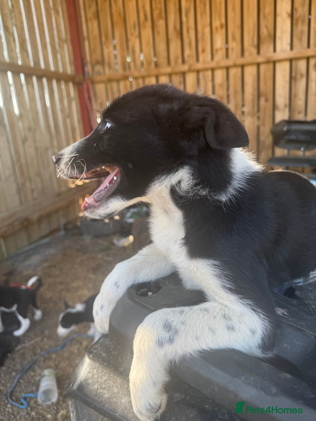Border Collie dogs for sale: 3 males left .. female now sold! - Image 15