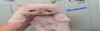 Exotic 2