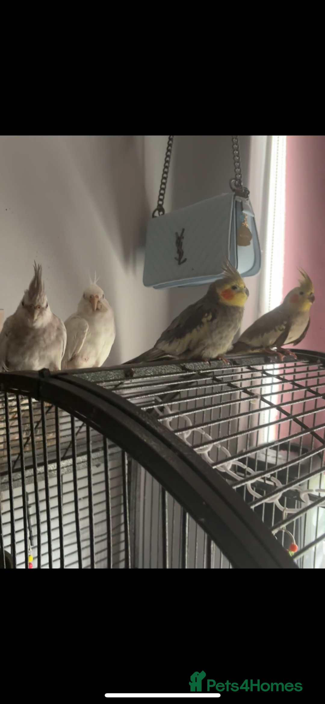 Cockatiels birds for sale: 4 beautiful cockatiels for sale  - Advert 2