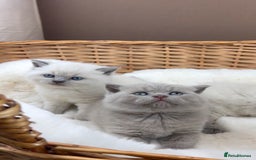 British Shorthair cats for sale: GCCF Health tested British Shorthaired kittens - Image 2